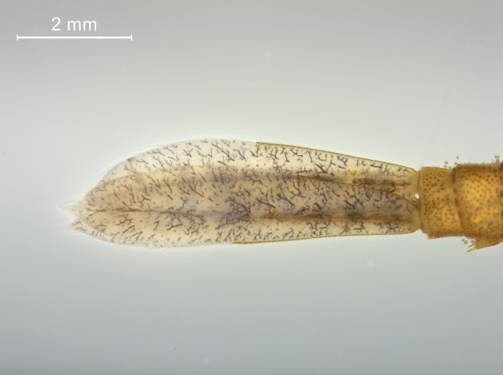 Ischnura elegans